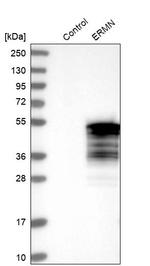 ERMN Antibody in Western Blot (WB)