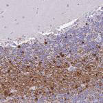 ERMN Antibody in Immunohistochemistry (Paraffin) (IHC (P))