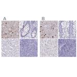 ERMN Antibody in Immunohistochemistry (IHC)