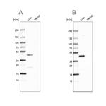 HPD Antibody in Western Blot (WB)