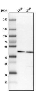 HPD Antibody in Western Blot (WB)