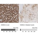 C5orf33 Antibody in Immunohistochemistry (IHC)