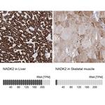 C5orf33 Antibody in Immunohistochemistry (IHC)