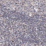 C5orf33 Antibody in Immunohistochemistry (IHC)