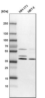 C5orf33 Antibody in Western Blot (WB)