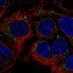 SUPV3L1 Antibody in Immunocytochemistry (ICC/IF)