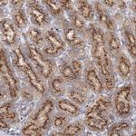 SEC23IP Antibody in Immunohistochemistry (Paraffin) (IHC (P))