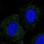 WDR48 Antibody in Immunocytochemistry (ICC/IF)