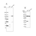 WDR48 Antibody in Western Blot (WB)