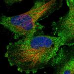 RASSF3 Antibody in Immunocytochemistry (ICC/IF)