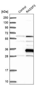 RASSF3 Antibody in Western Blot (WB)