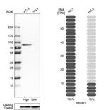 NEDD1 Antibody