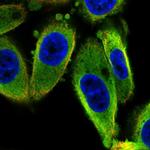 ISCU Antibody in Immunocytochemistry (ICC/IF)