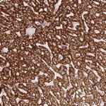 ISCU Antibody in Immunohistochemistry (Paraffin) (IHC (P))