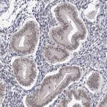 VGLL4 Antibody in Immunohistochemistry (Paraffin) (IHC (P))