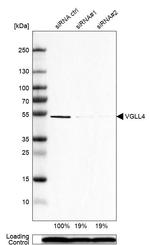 VGLL4 Antibody