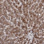 DAO Antibody in Immunohistochemistry (Paraffin) (IHC (P))