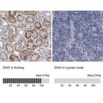 DAO Antibody