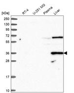 DAO Antibody in Western Blot (WB)