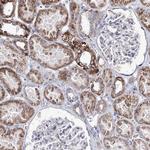 ORP5 Antibody in Immunohistochemistry (Paraffin) (IHC (P))