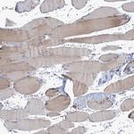 NEU3 Antibody in Immunohistochemistry (Paraffin) (IHC (P))