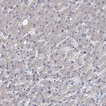 EYA4 Antibody in Immunohistochemistry (Paraffin) (IHC (P))