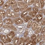 FBXW8 Antibody in Immunohistochemistry (Paraffin) (IHC (P))