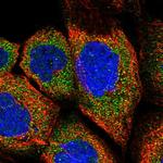 FBXW8 Antibody in Immunocytochemistry (ICC/IF)