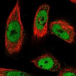 PPHLN1 Antibody in Immunocytochemistry (ICC/IF)