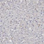 PACS1 Antibody in Immunohistochemistry (IHC)