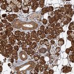 PACS1 Antibody in Immunohistochemistry (IHC)