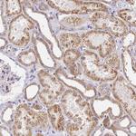 SERP1 Antibody in Immunohistochemistry (Paraffin) (IHC (P))