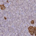 SERP1 Antibody in Immunohistochemistry (IHC)