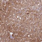 METTL20 Antibody in Immunohistochemistry (Paraffin) (IHC (P))