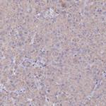 METTL20 Antibody in Immunohistochemistry (Paraffin) (IHC (P))