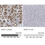 MUCL1 Antibody