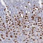 ATP4A Antibody in Immunohistochemistry (Paraffin) (IHC (P))