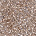 IDI1 Antibody in Immunohistochemistry (Paraffin) (IHC (P))