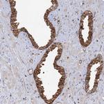 IDI1 Antibody in Immunohistochemistry (Paraffin) (IHC (P))