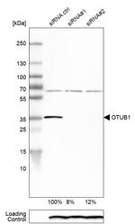 OTUB1 Antibody in Western Blot (WB)