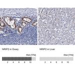 NRIP2 Antibody in Immunohistochemistry (IHC)