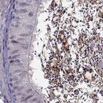 ODF3 Antibody in Immunohistochemistry (IHC)