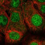 BANF1 Antibody in Immunocytochemistry (ICC/IF)