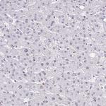 BANF1 Antibody in Immunohistochemistry (Paraffin) (IHC (P))