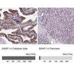 BANF1 Antibody