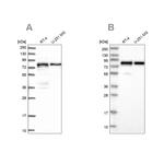 PEX5 Antibody in Western Blot (WB)