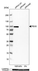 PEX5 Antibody