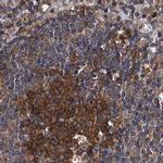 PEX5 Antibody in Immunohistochemistry (IHC)