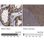 PEX5 Antibody