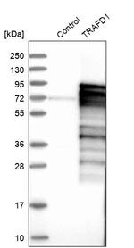 TRAFD1 Antibody in Western Blot (WB)